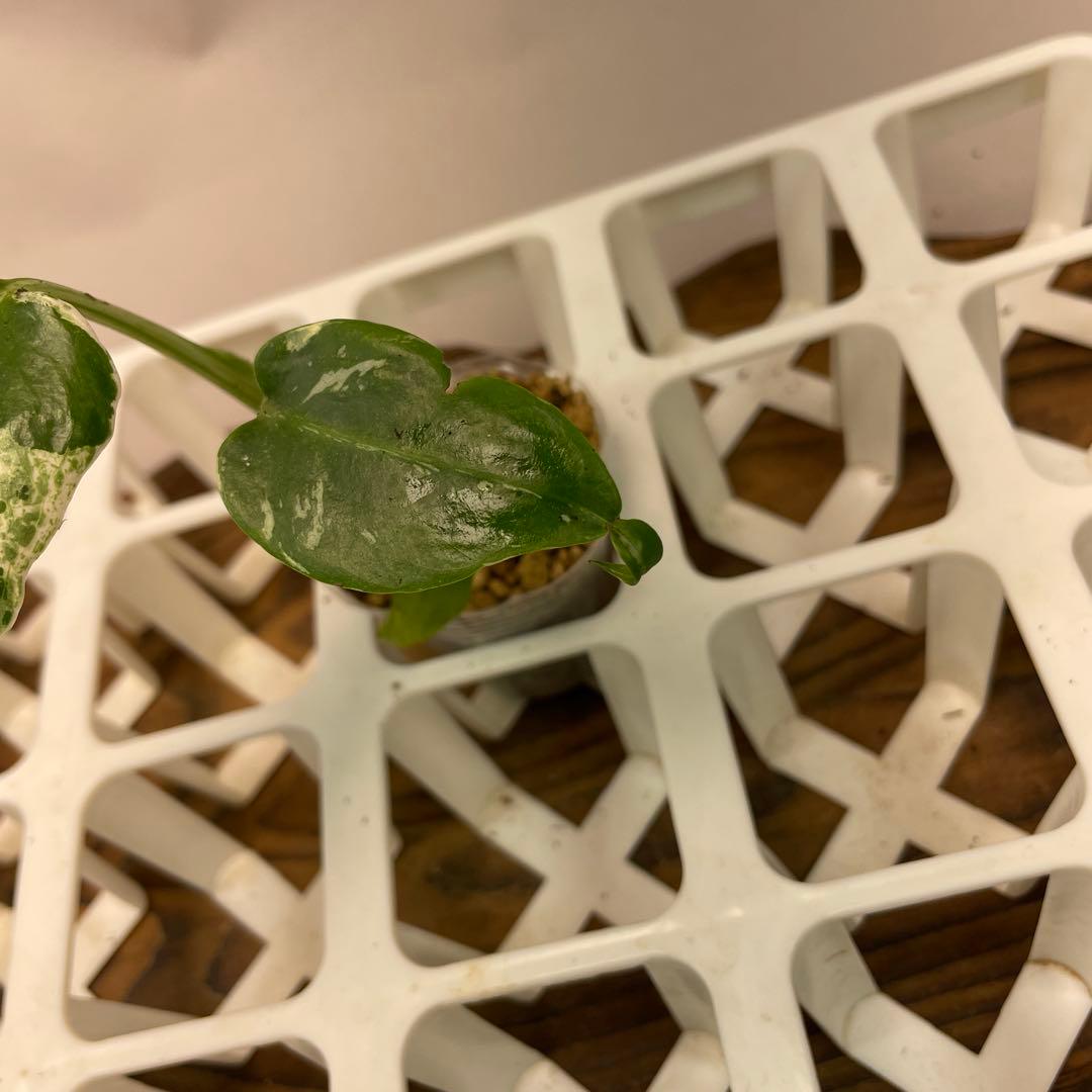 ロ*イ様 ms27品種保証！斑入り保証 モンステラ バルバソー フシギダネ