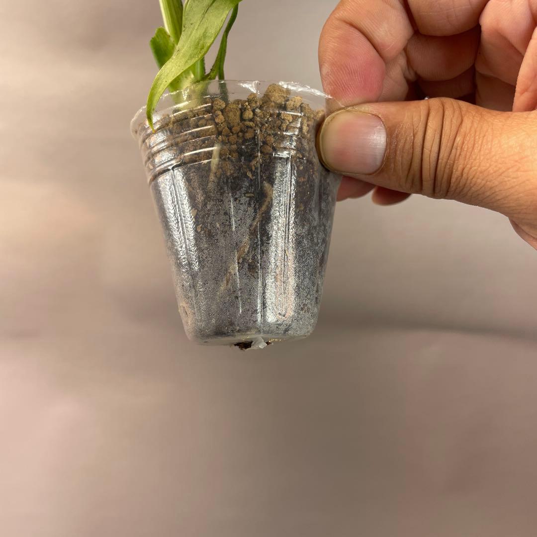 ロ*イ様 ms27品種保証！斑入り保証 モンステラ バルバソー フシギダネ