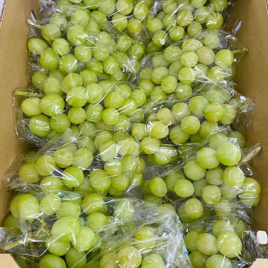 山梨県産　訳あり　家庭用　シャインマスカット　11房　箱込み5.4kg ②