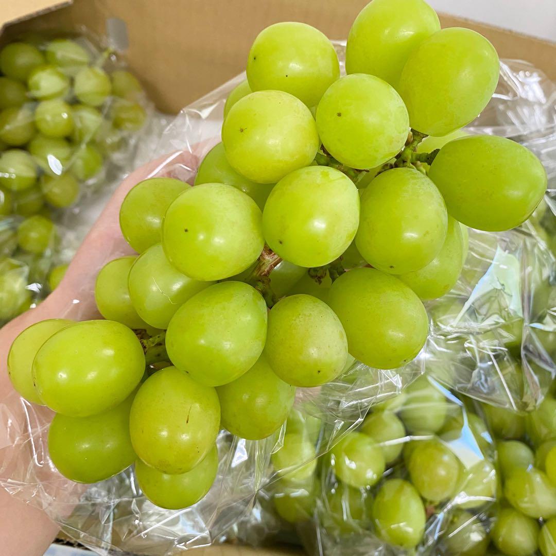 山梨県産　訳あり　家庭用　シャインマスカット　11房　箱込み5.4kg ②