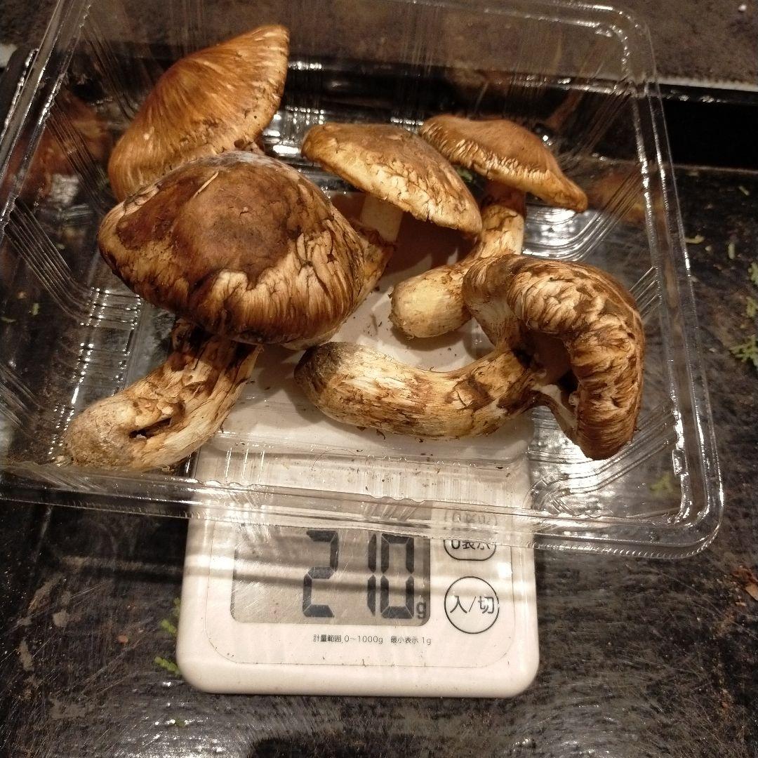 【本日ラスト】　信州産　松茸　長野県　クール便　210g
