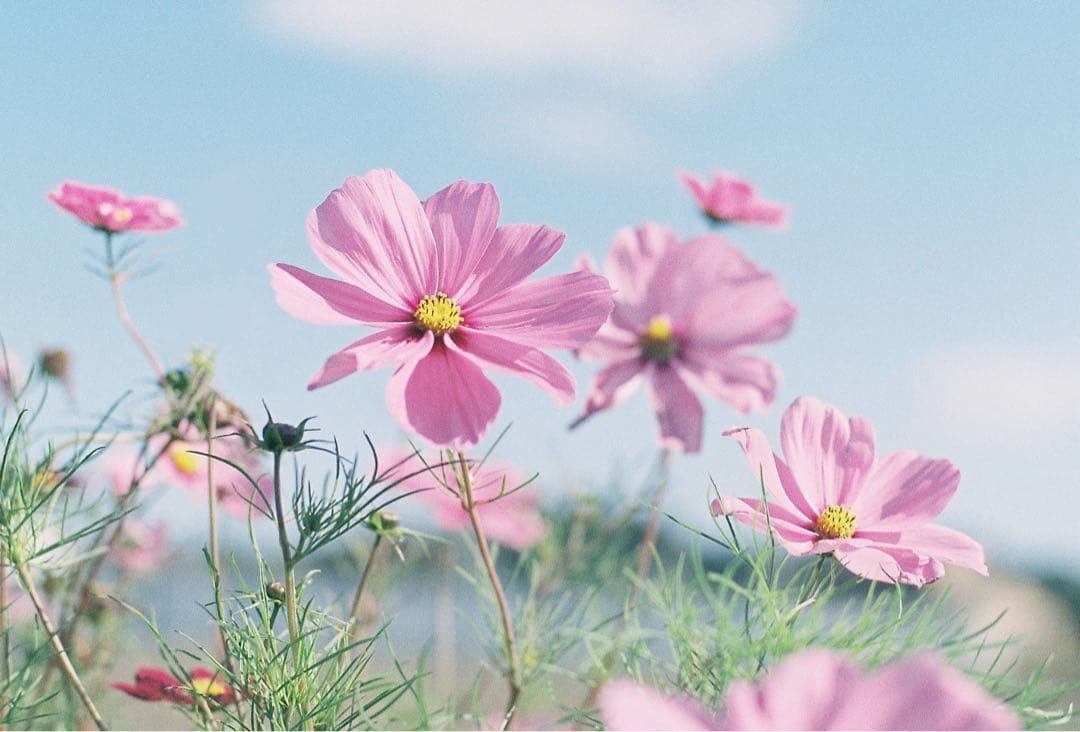 完動品 ◉ Contax Aria 単焦点レンズ付き フィルムカメラ