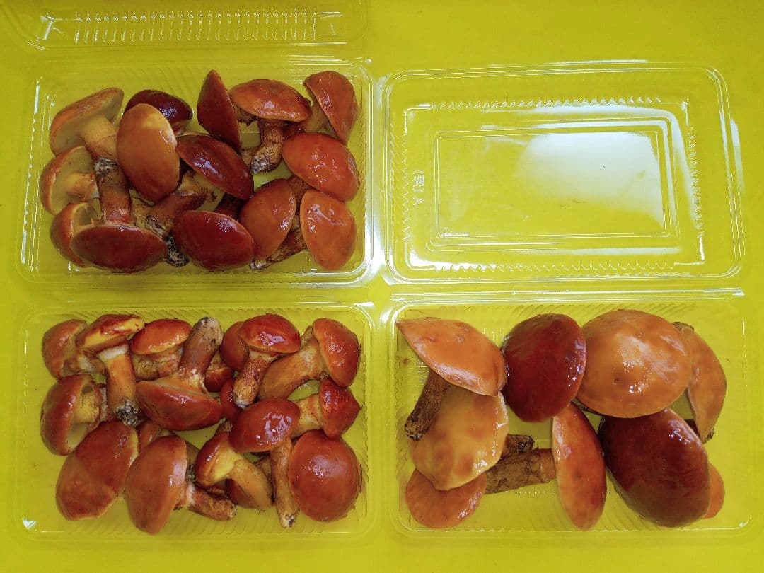 天然きのこ　北海道産落葉きのこ 1000g 　ハナイグチ　ほっぷまむ 