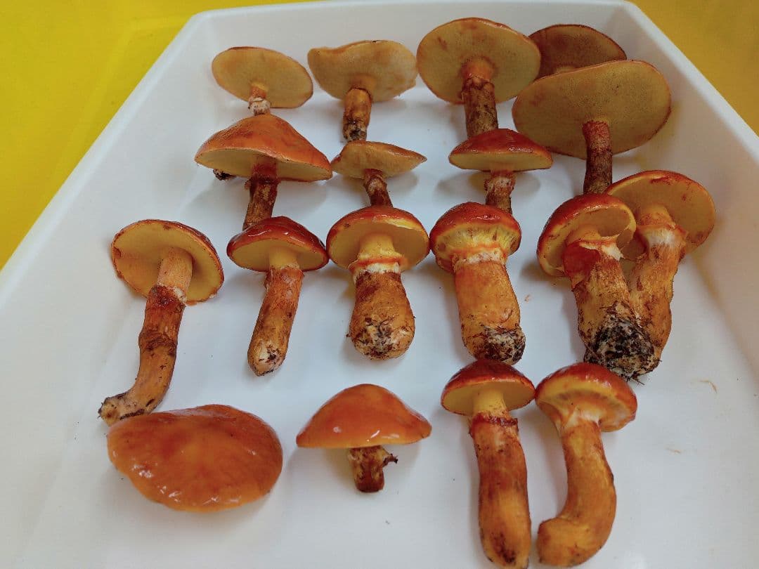 天然きのこ　北海道産落葉きのこ 1000g 　ハナイグチ　ほっぷまむ 