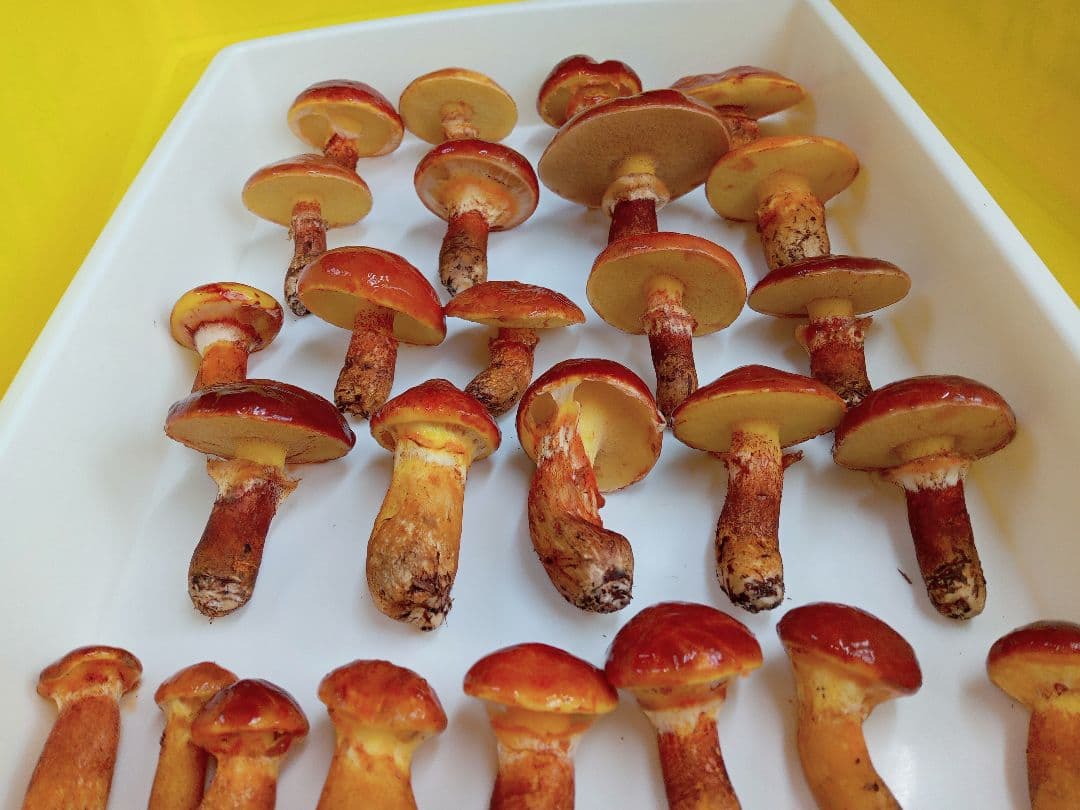 天然きのこ　北海道産落葉きのこ 1000g 　ハナイグチ　ほっぷまむ 