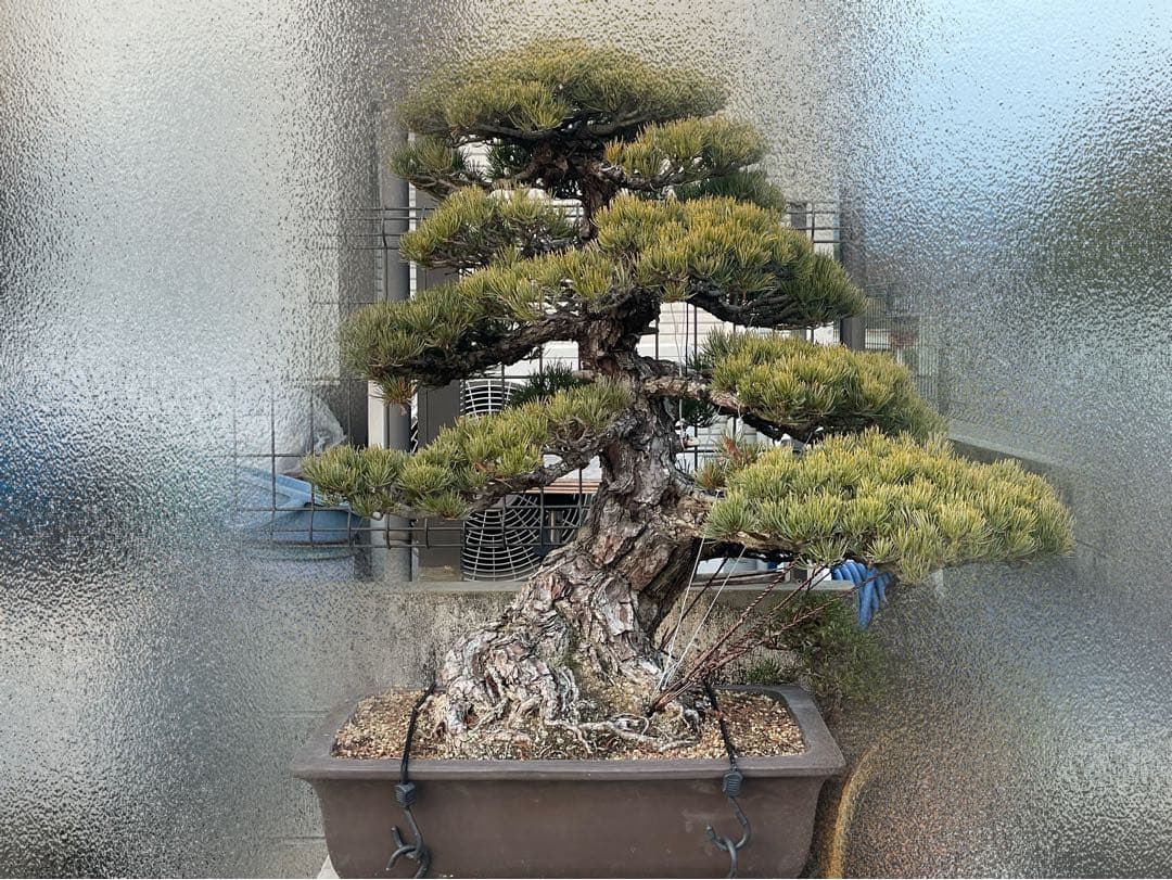 upyh0ccmpri31hhvmd08  【五葉松】盆栽※引き取り限定！