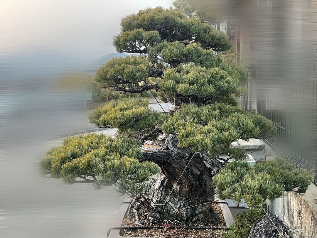 upyh0ccmpri31hhvmd08  【五葉松】盆栽※引き取り限定！