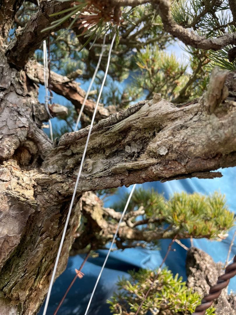 upyh0ccmpri31hhvmd08  【五葉松】盆栽※引き取り限定！