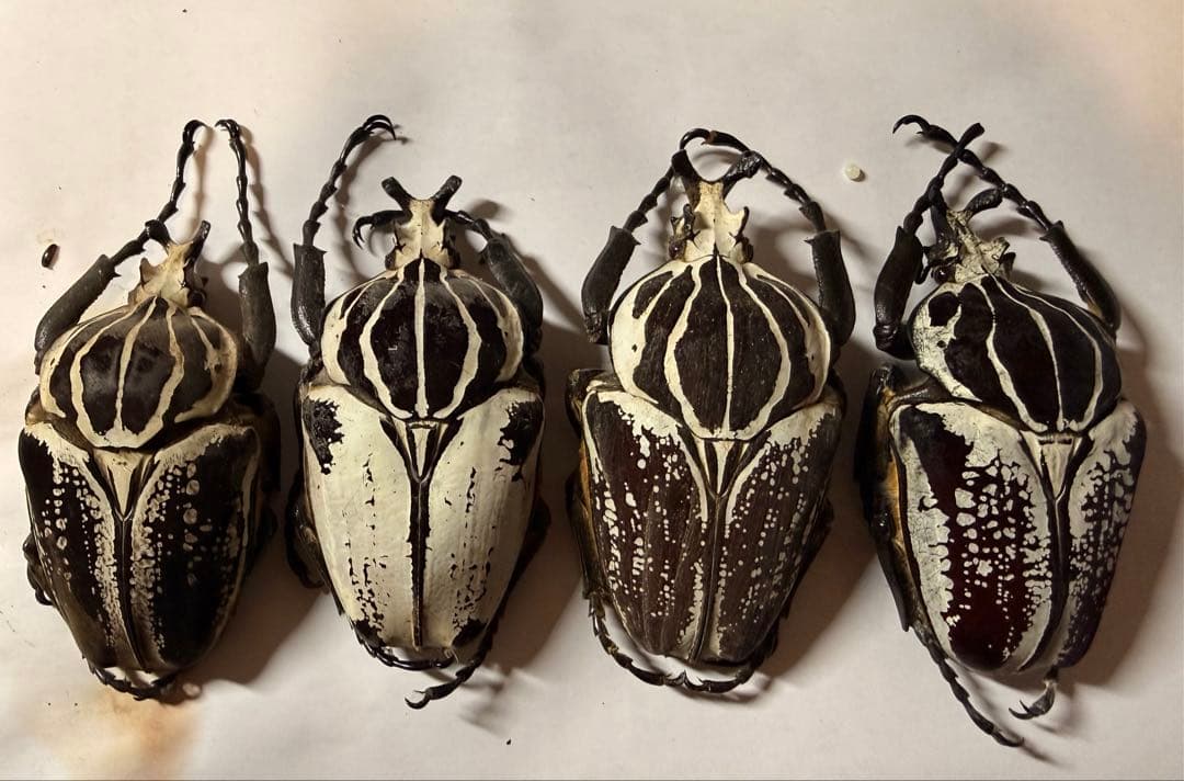 n*s様 カメルーン　ゴライアスオオツノハナムグリ　4頭　B品含みます