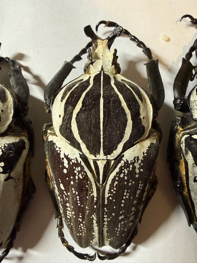 n*s様 カメルーン　ゴライアスオオツノハナムグリ　4頭　B品含みます