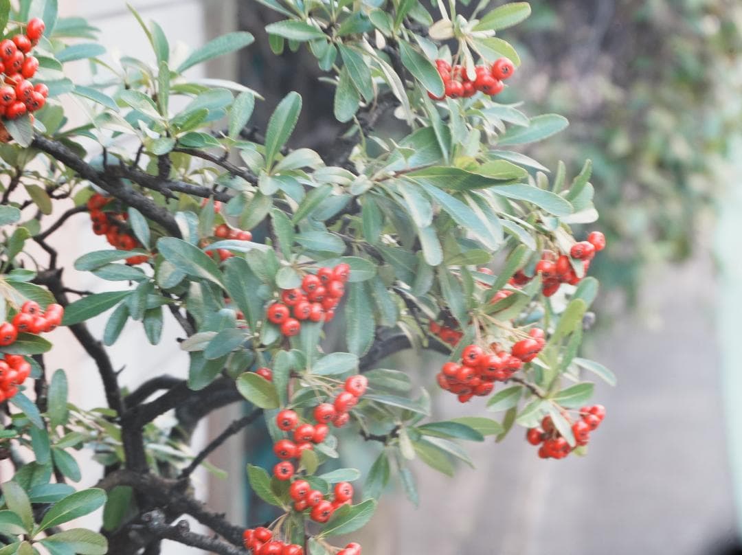 テスト画像有　古典玉 Monopol 15cm f8 Leica-Lマウント改