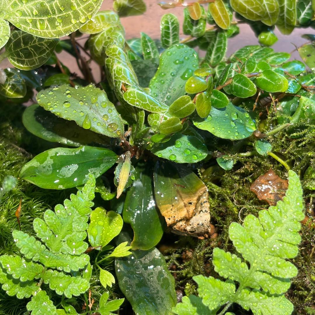 苔テラリウム　植物育成LED付