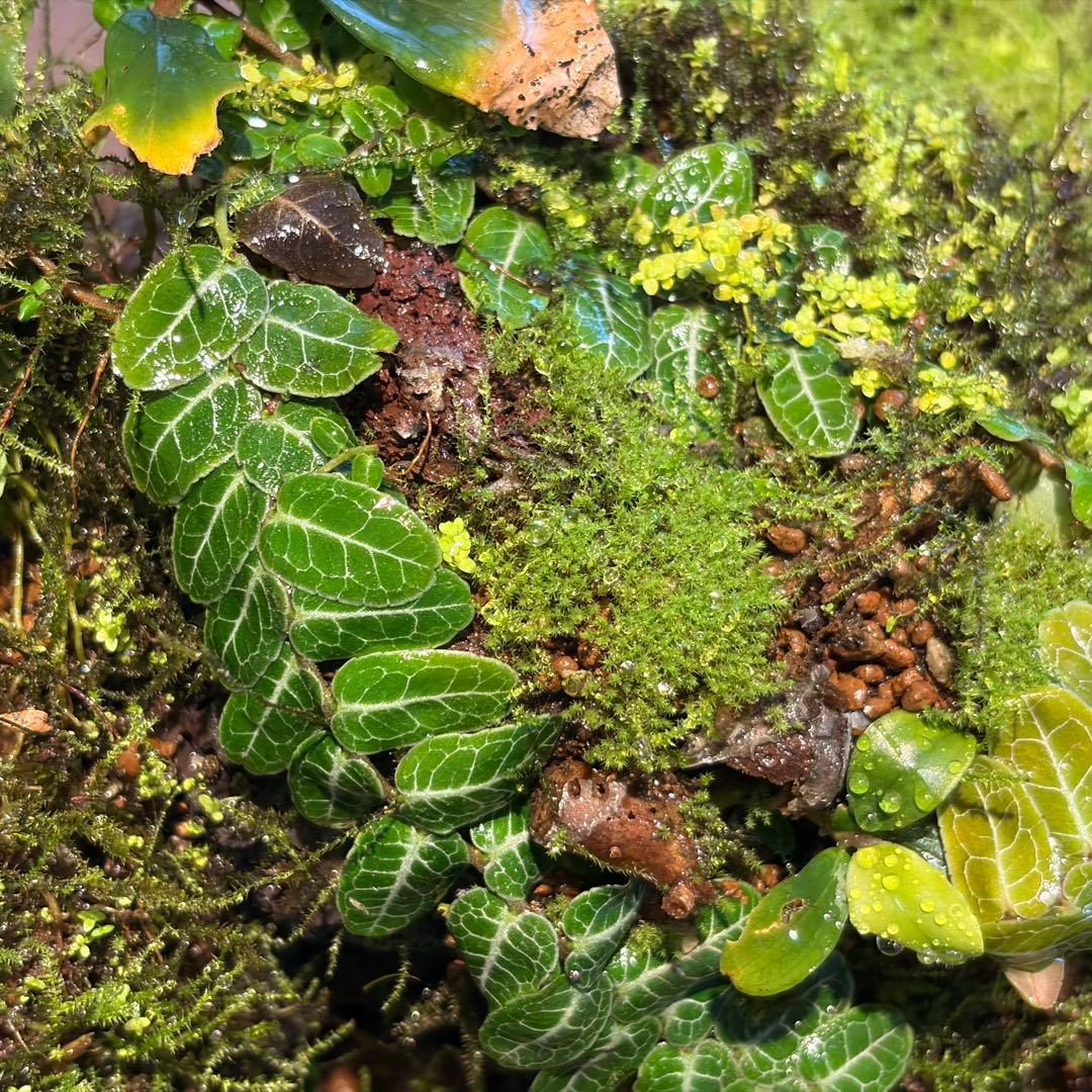 苔テラリウム　植物育成LED付