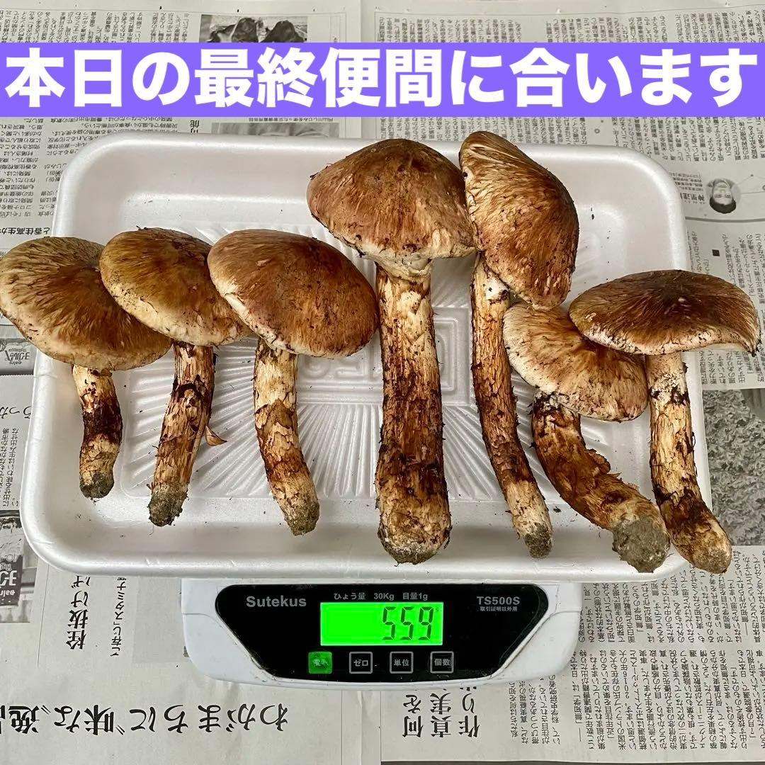 天然きのこ 松茸 国産 良品‼️ マツタケ まつたけ 森の凛さん採取 その208