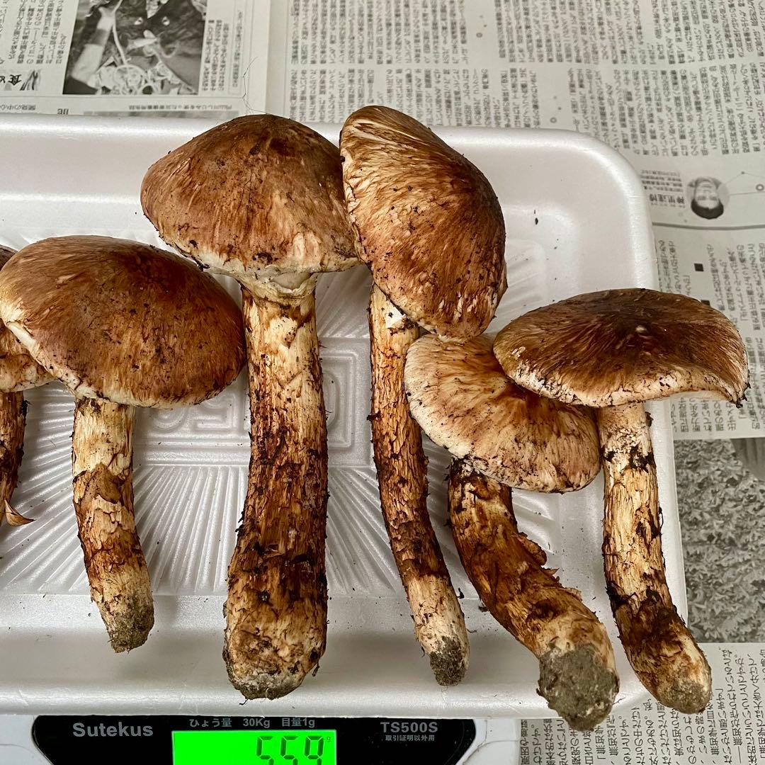 天然きのこ 松茸 国産 良品‼️ マツタケ まつたけ 森の凛さん採取 その208