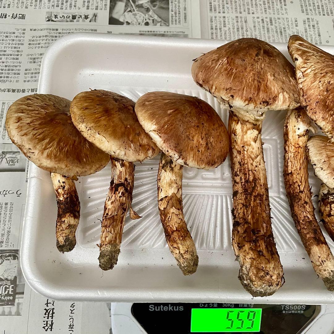 天然きのこ 松茸 国産 良品‼️ マツタケ まつたけ 森の凛さん採取 その208