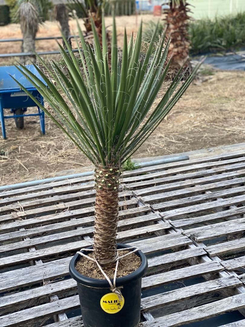 ユッカ　フィリフェラ