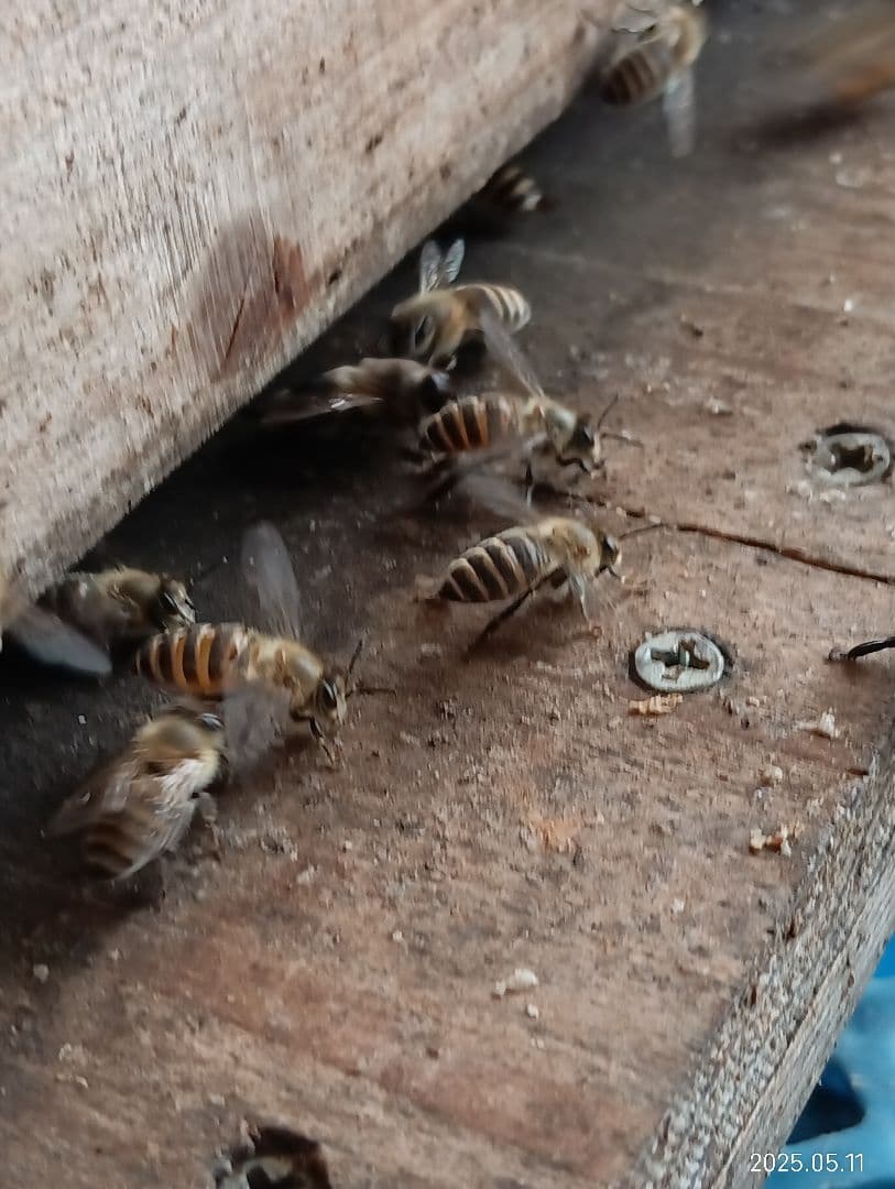 ぽこです。　　ニホンミツバチの百花蜜　国産天然ハチミツ　580グラム　2本