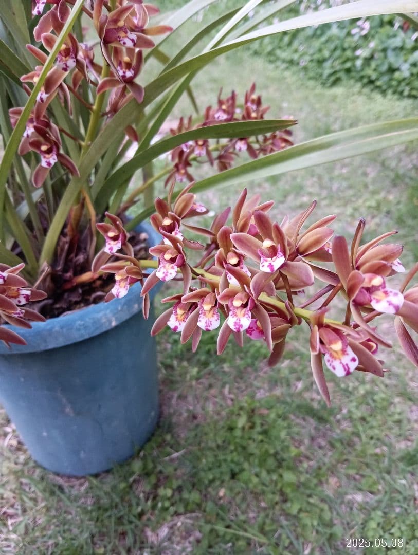 ぽこです。　　ニホンミツバチの百花蜜　国産天然ハチミツ　580グラム　2本