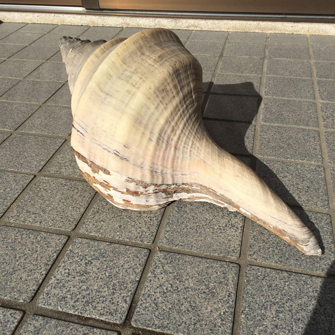 アラフラオオニシ貝　長さ約48cm 　大型　法螺貝　オブジェ 置物 貝