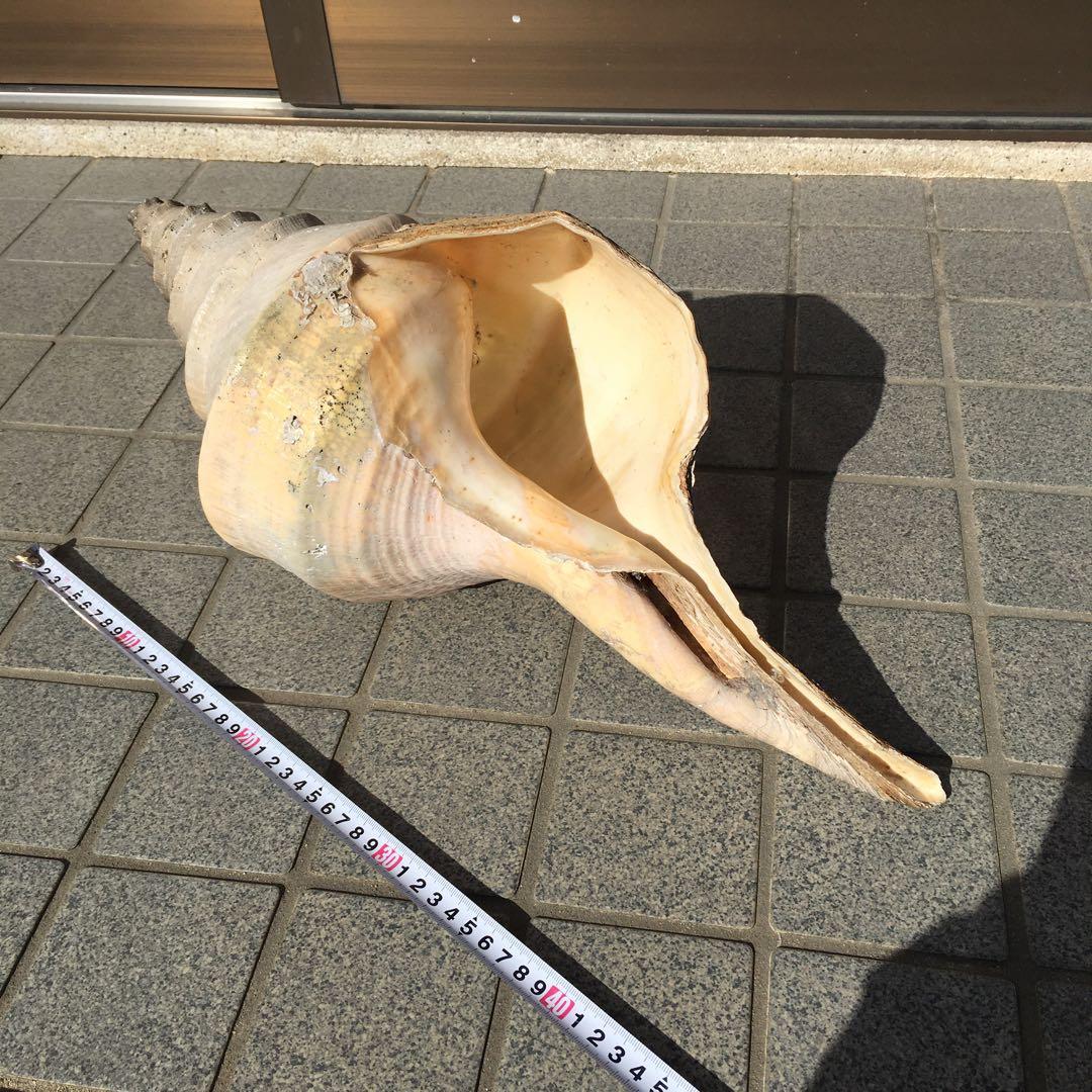 アラフラオオニシ貝　長さ約48cm 　大型　法螺貝　オブジェ 置物 貝