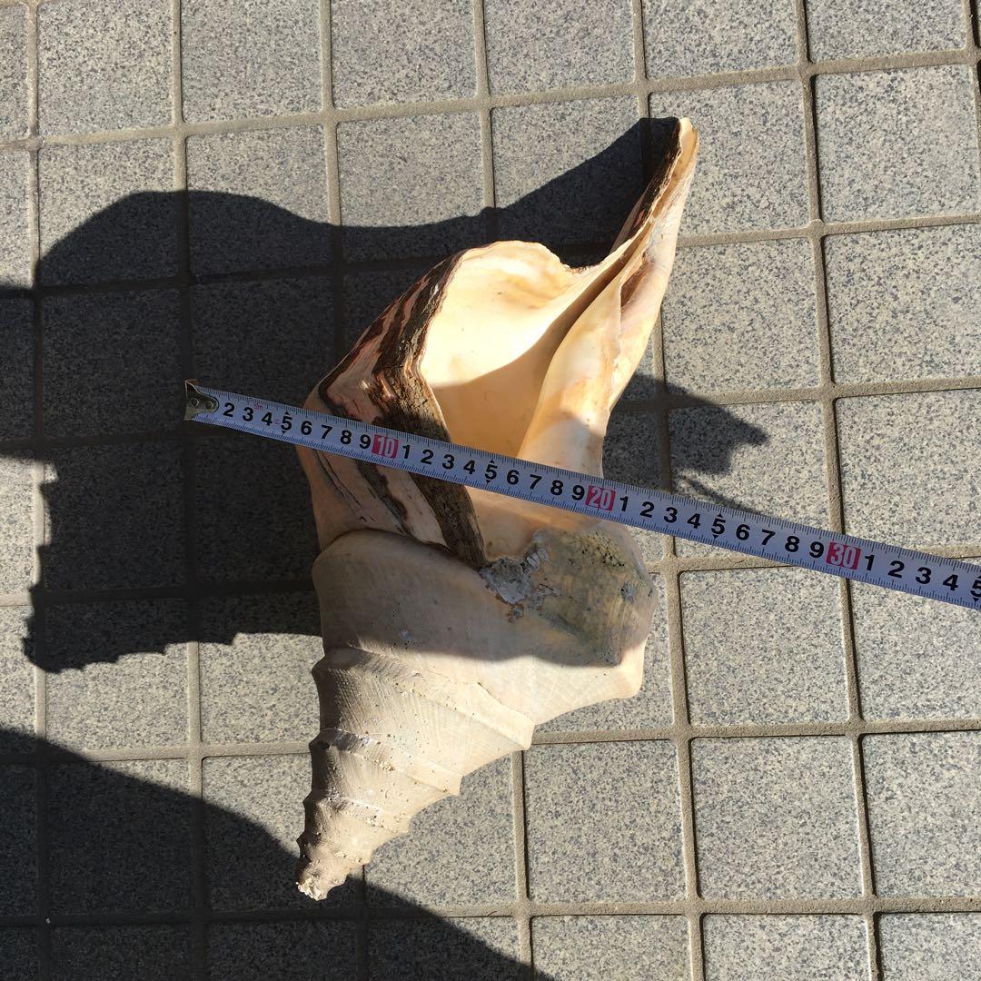 アラフラオオニシ貝　長さ約48cm 　大型　法螺貝　オブジェ 置物 貝