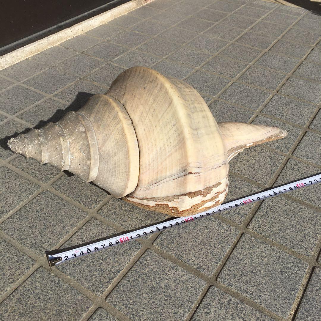 アラフラオオニシ貝　長さ約48cm 　大型　法螺貝　オブジェ 置物 貝