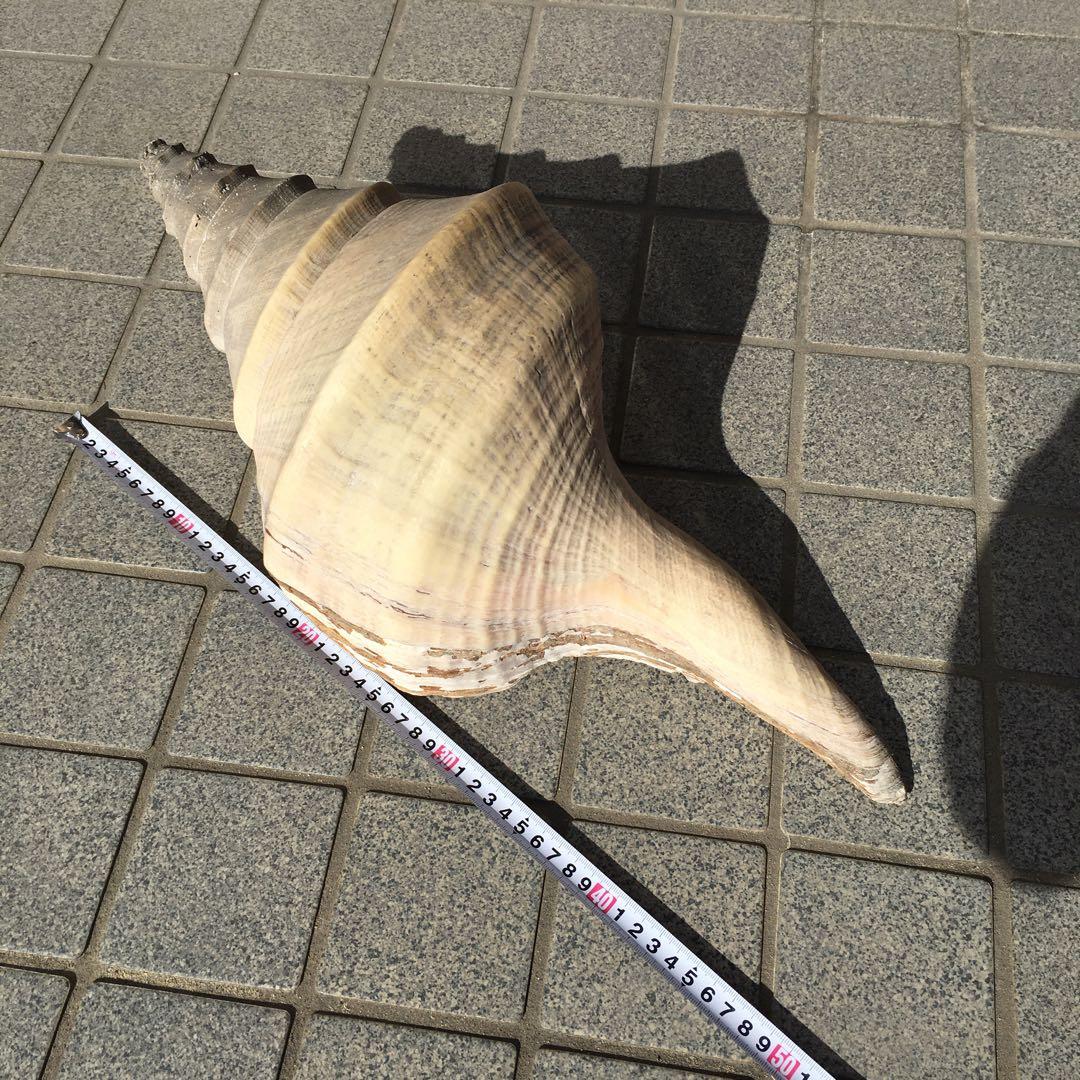 アラフラオオニシ貝　長さ約48cm 　大型　法螺貝　オブジェ 置物 貝