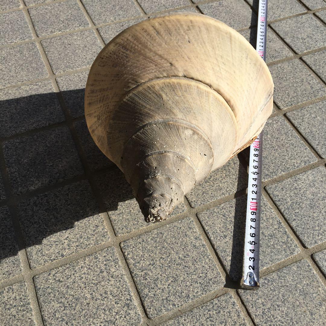 アラフラオオニシ貝　長さ約48cm 　大型　法螺貝　オブジェ 置物 貝