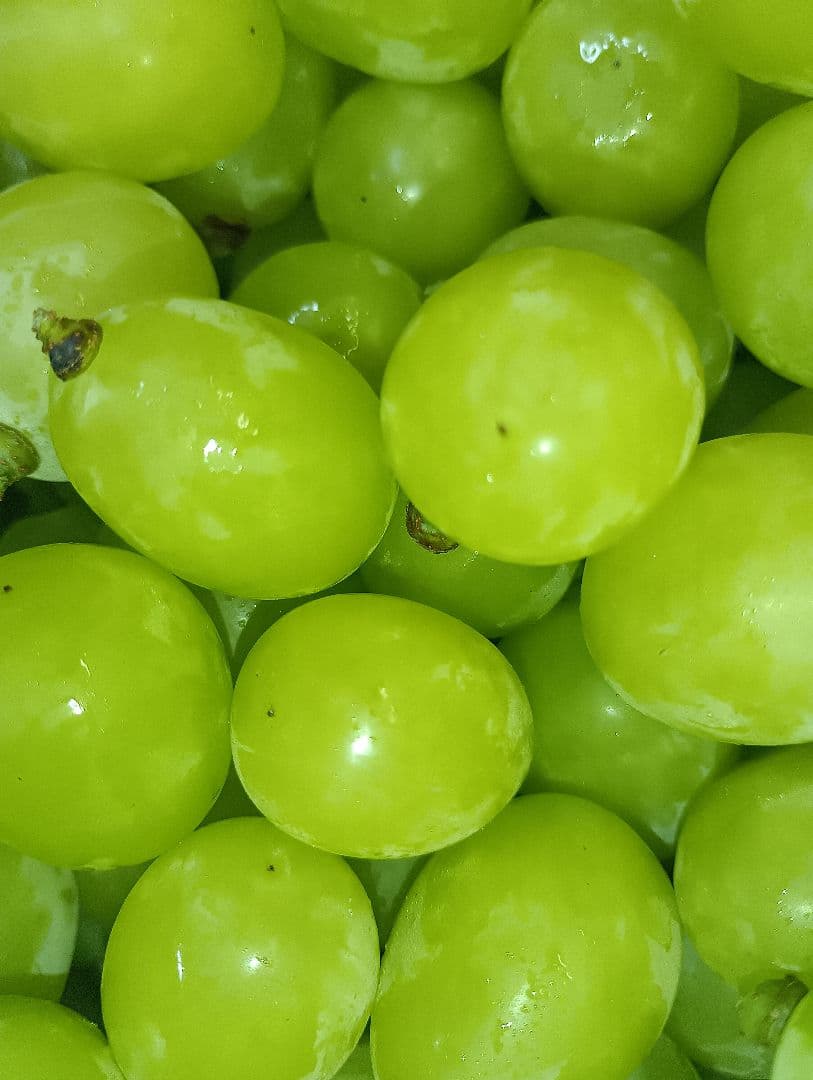 シャインマスカット大粒グリーン多め入りの5キロ粒バック入りになります。