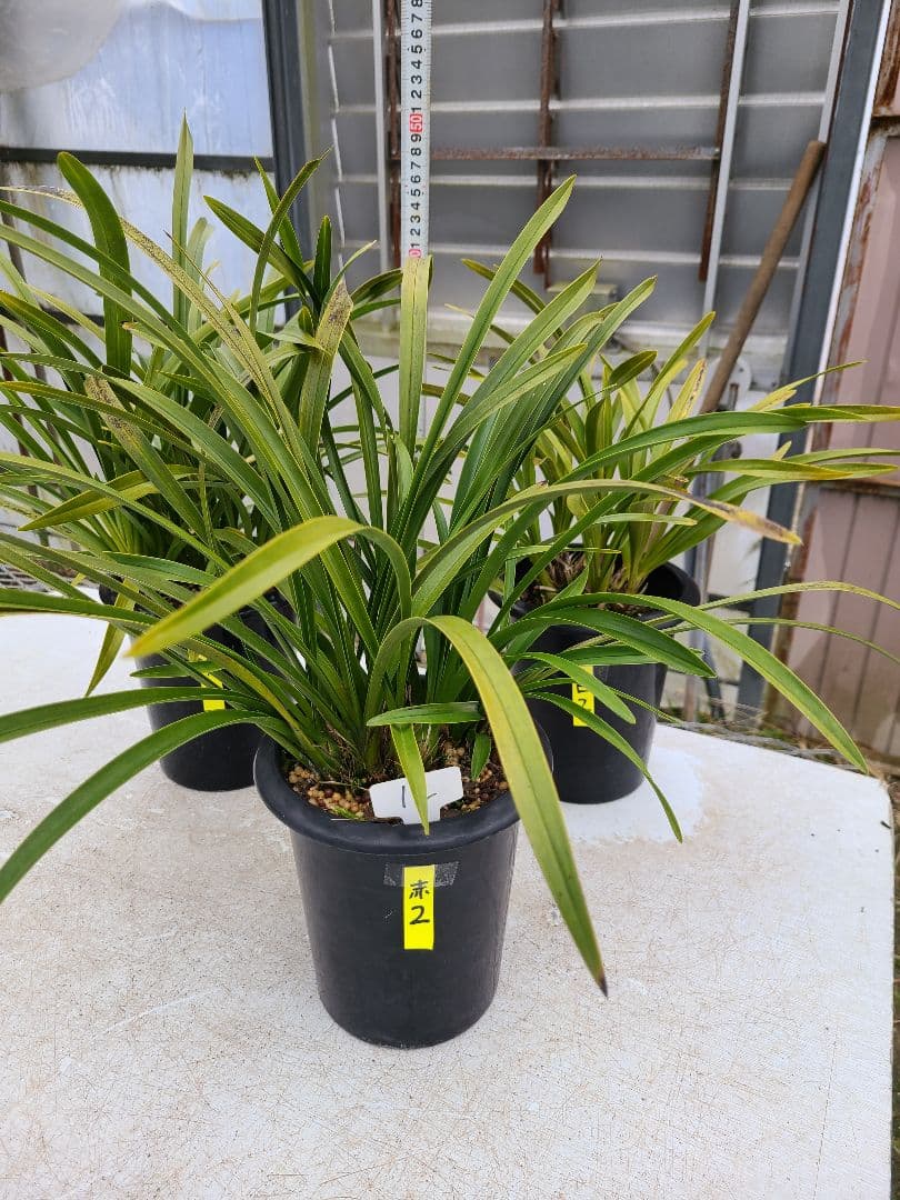 その他観葉植物 cozy