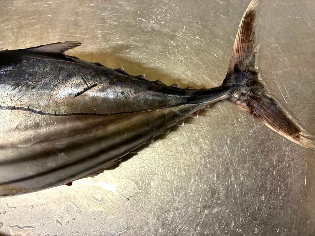 港直送　天然新鮮鰹　75センチ前後　5〜6キロ