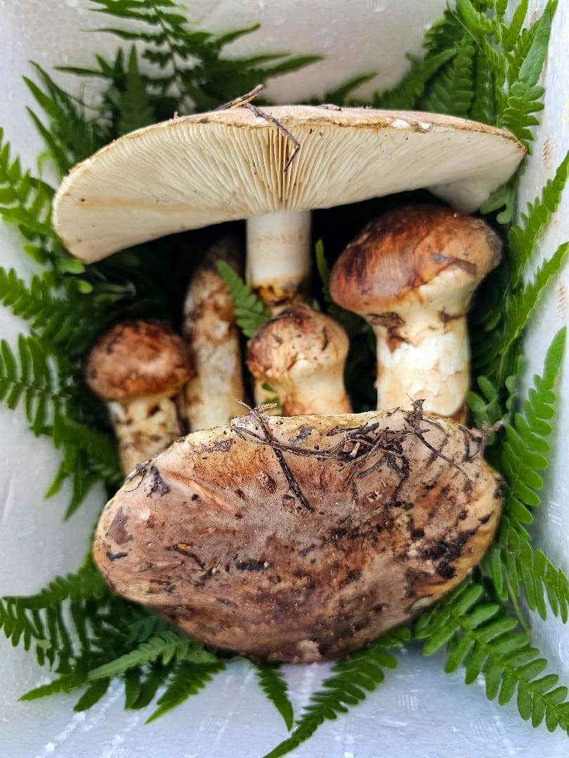 南信州産　新鮮な松茸　約５００グラム