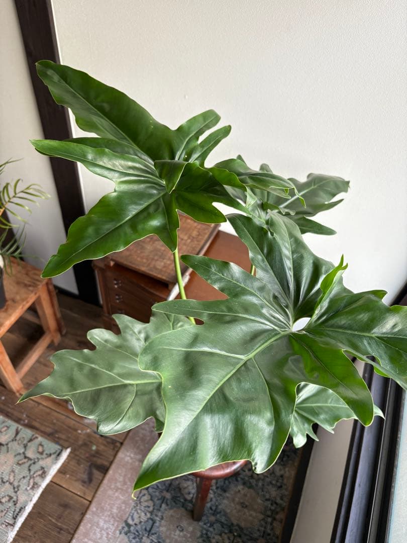 フィロデンドロン ソノラ 5号鉢