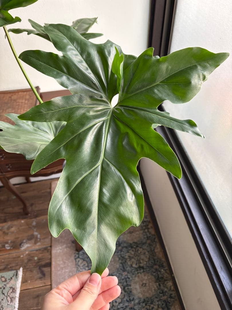 フィロデンドロン ソノラ 5号鉢