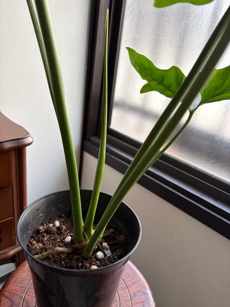 フィロデンドロン ソノラ 5号鉢