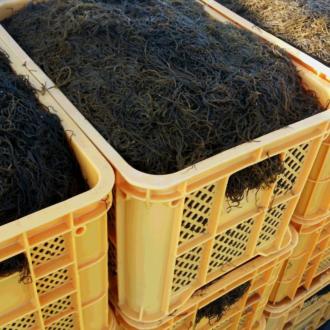 ゆっちゃんさん専用　　　　塩もずく