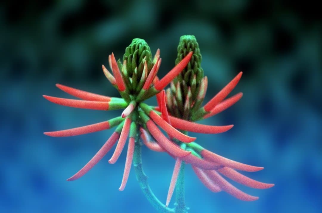 【動作確認済み】CONTAX 167MT フィルムカメラ