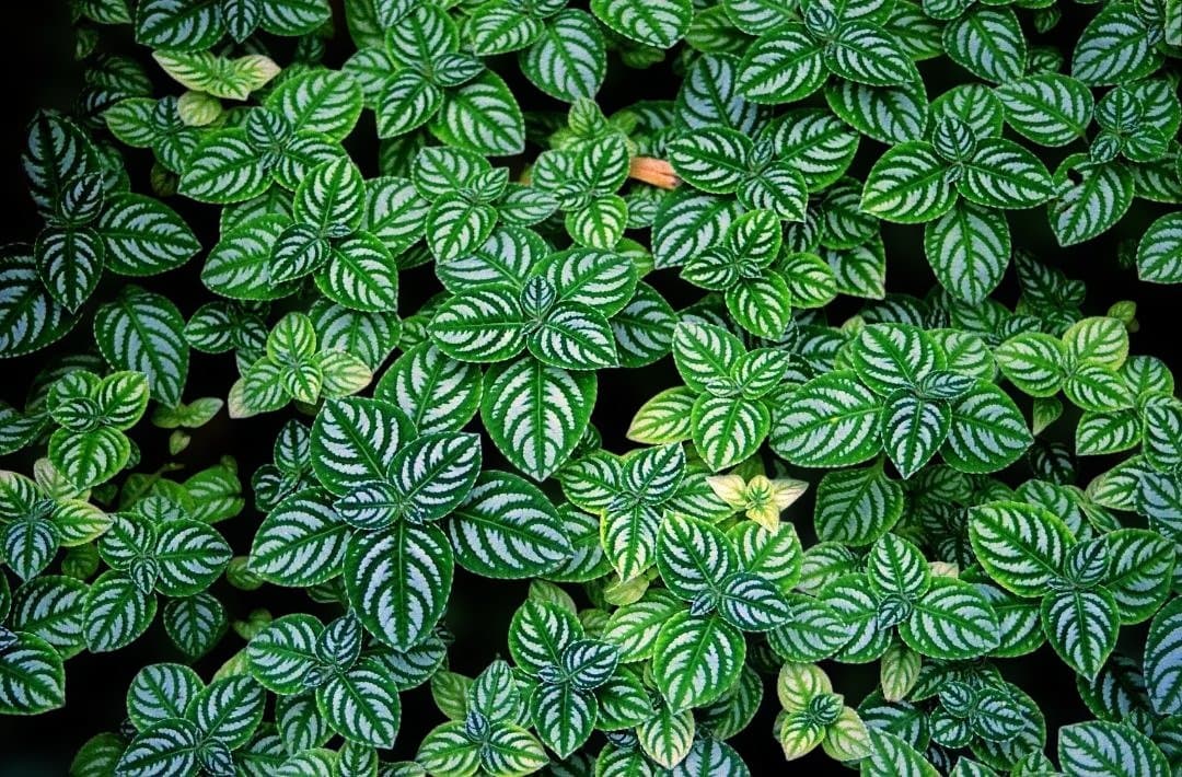 【動作確認済み】CONTAX 167MT フィルムカメラ