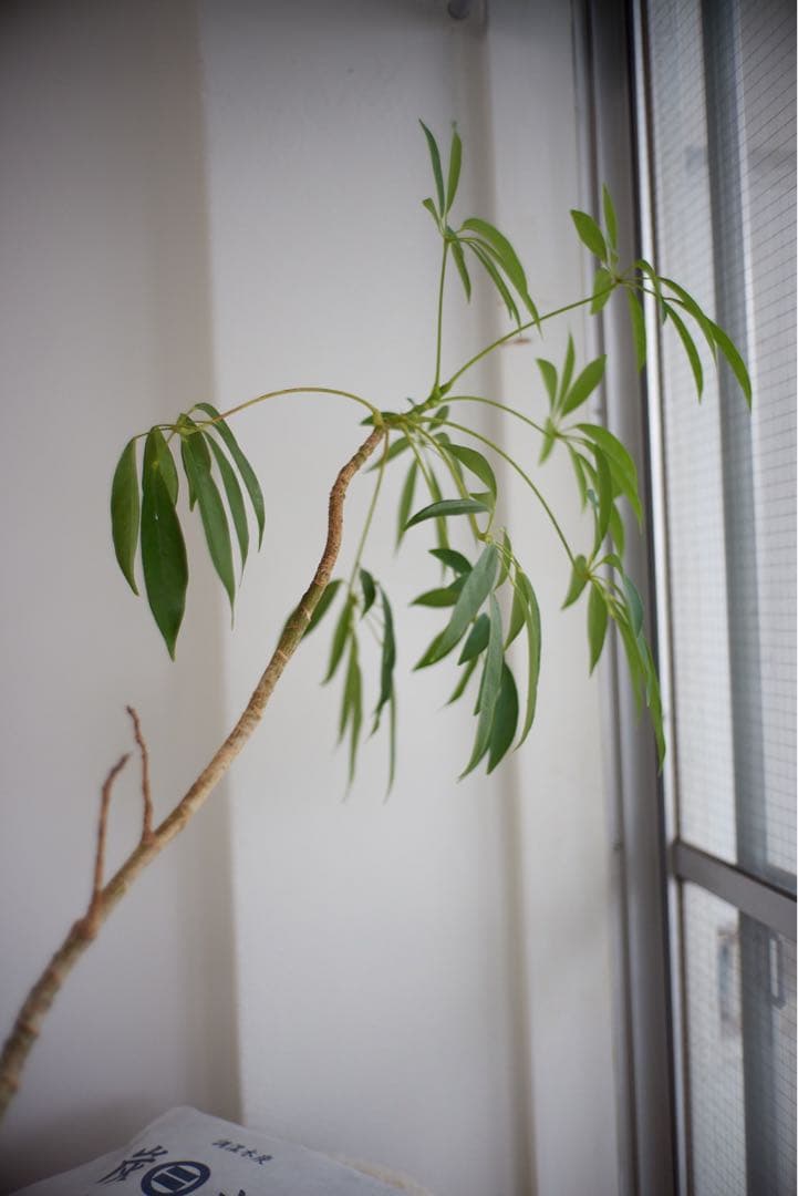 summicron-m 35mm f2 7枚玉 12585H