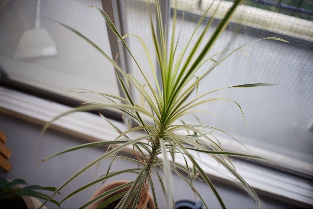 summicron-m 35mm f2 7枚玉 12585H