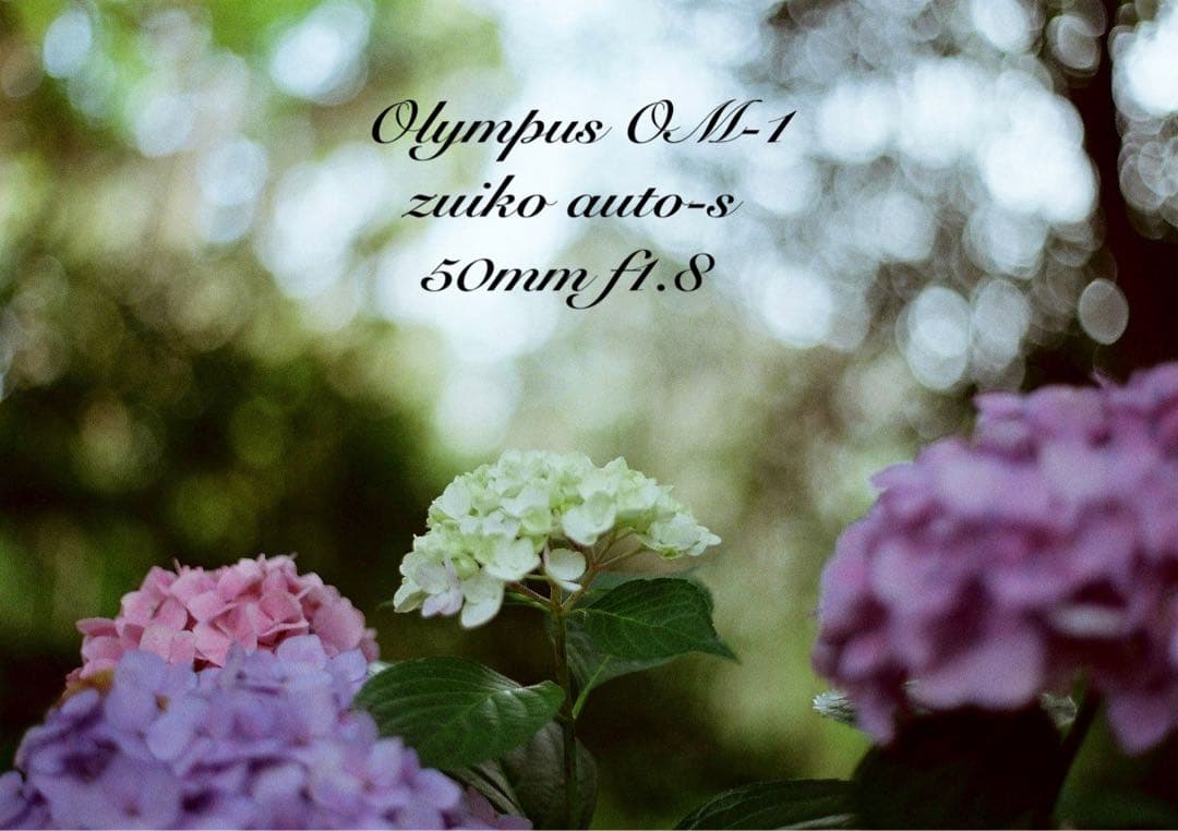 完動品＊美品＊初期保証！★オリンパスOM-1★リザード本革外装★作例多数！