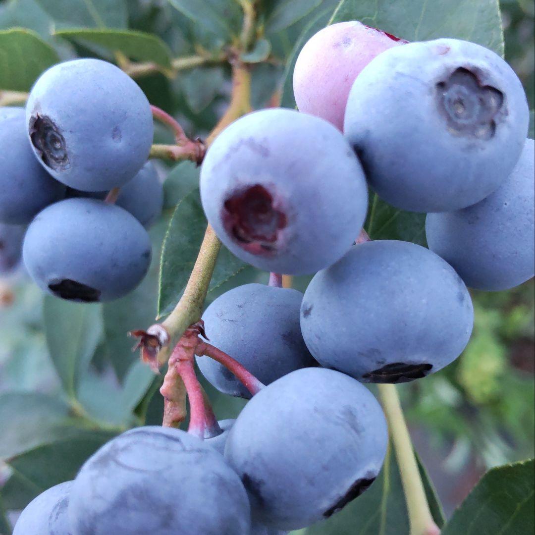 ★完熟冷凍ブルーベリー9kg★