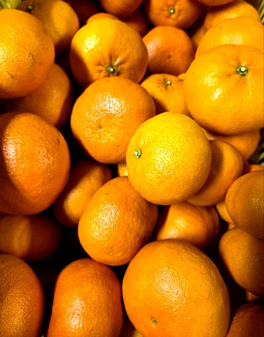 農家直送　愛媛限定品　甘平(かんぺい)箱込み10キロ以上　摘みたて