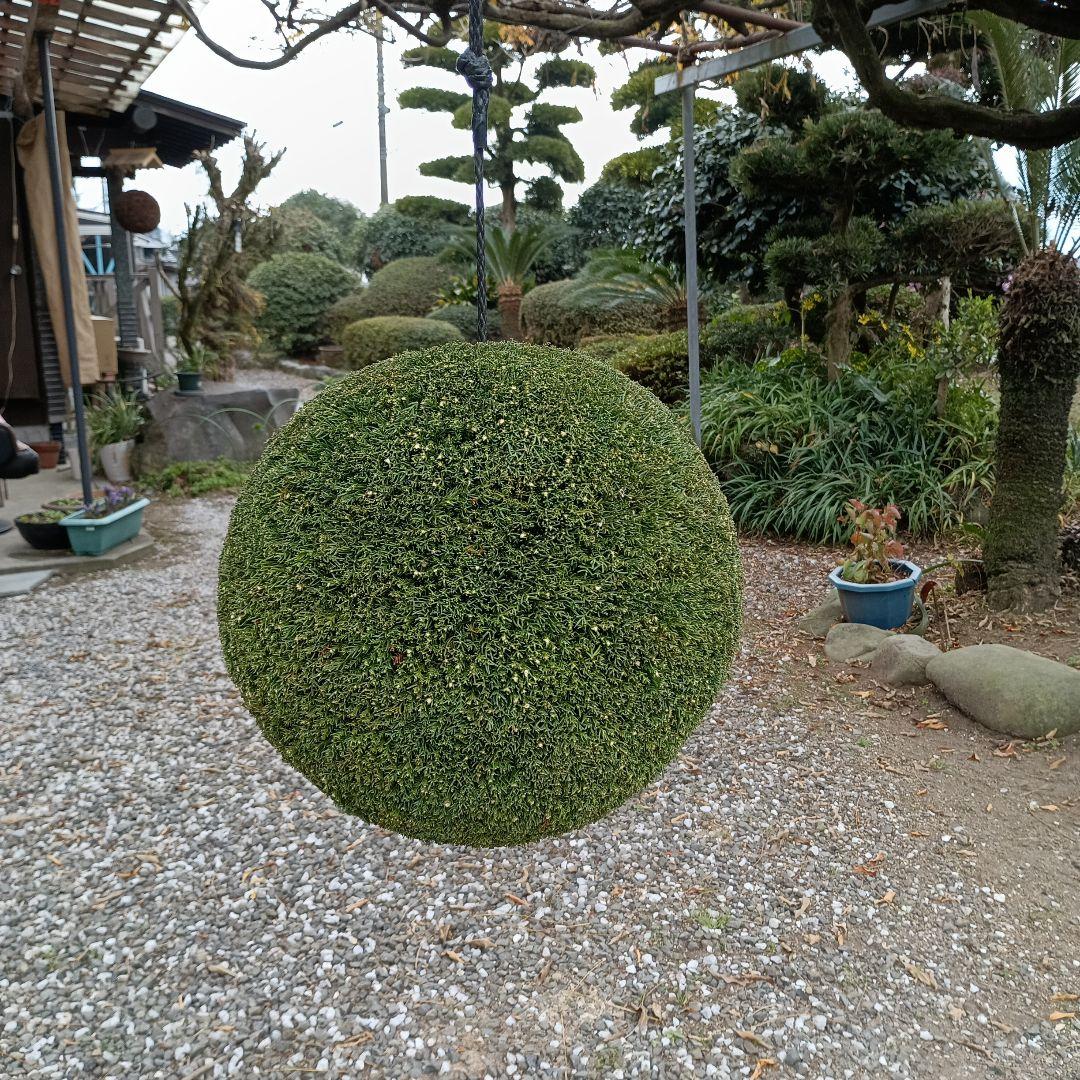 杉玉　直径38ｃｍ　重さ約5kg