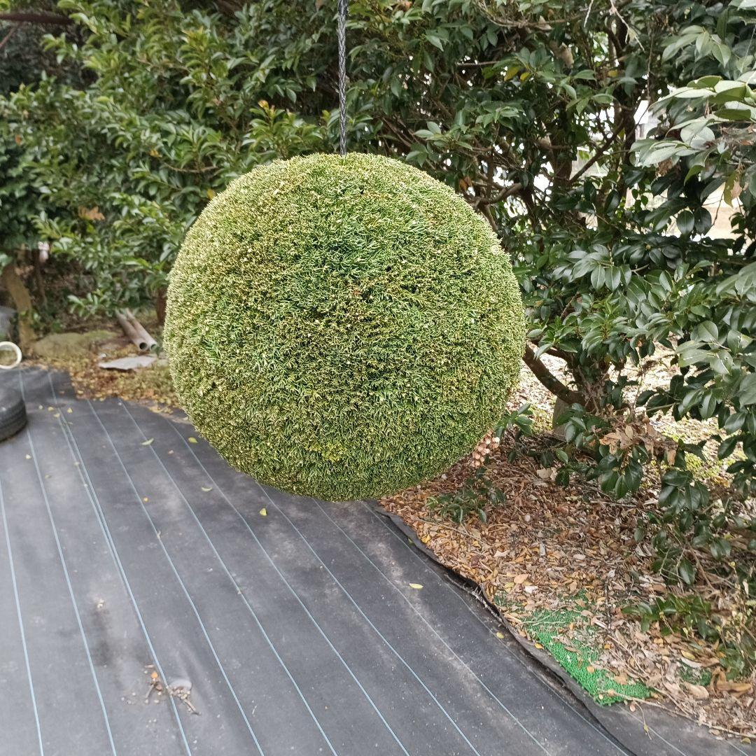 杉玉　直径38ｃｍ　重さ約5kg