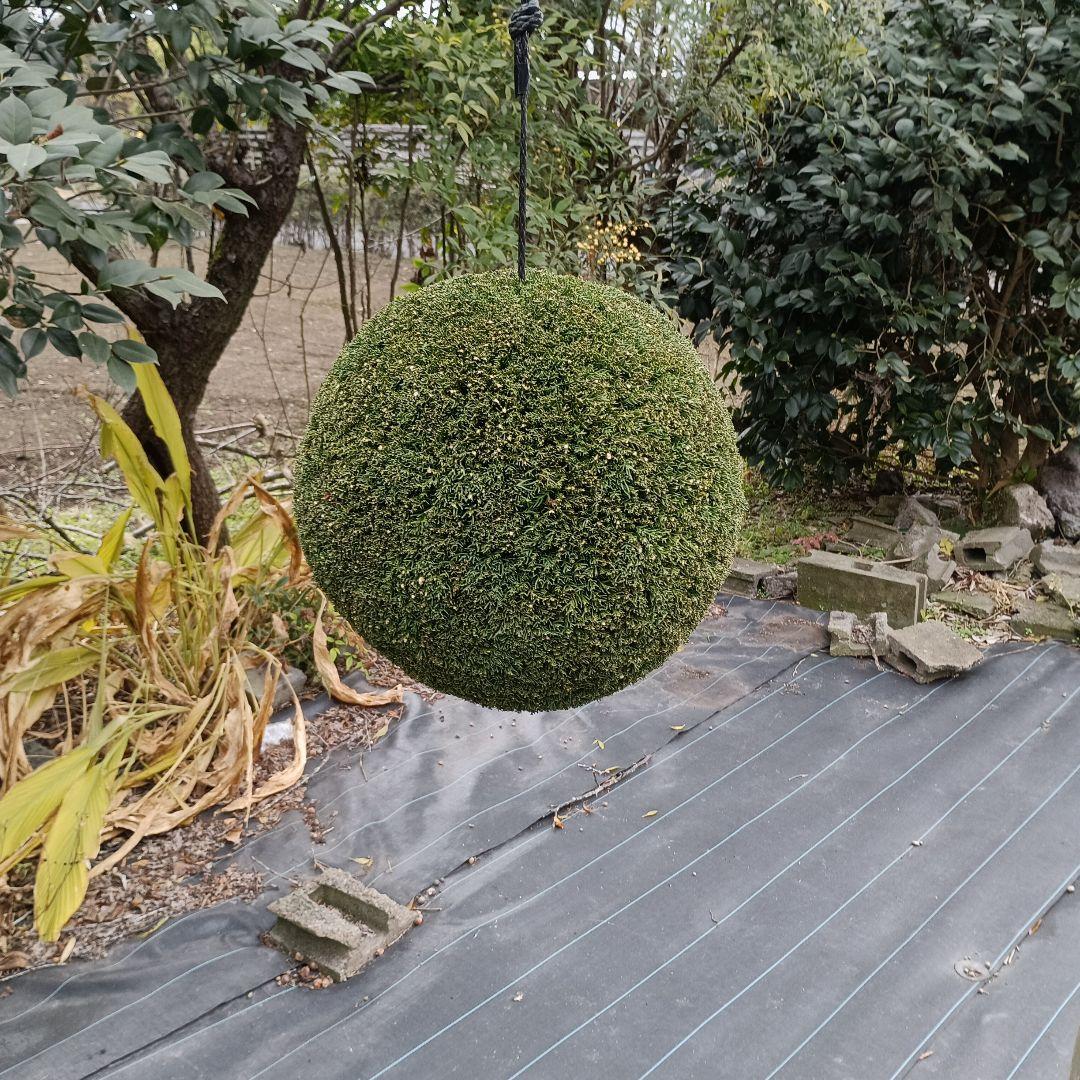 杉玉　直径38ｃｍ　重さ約5kg