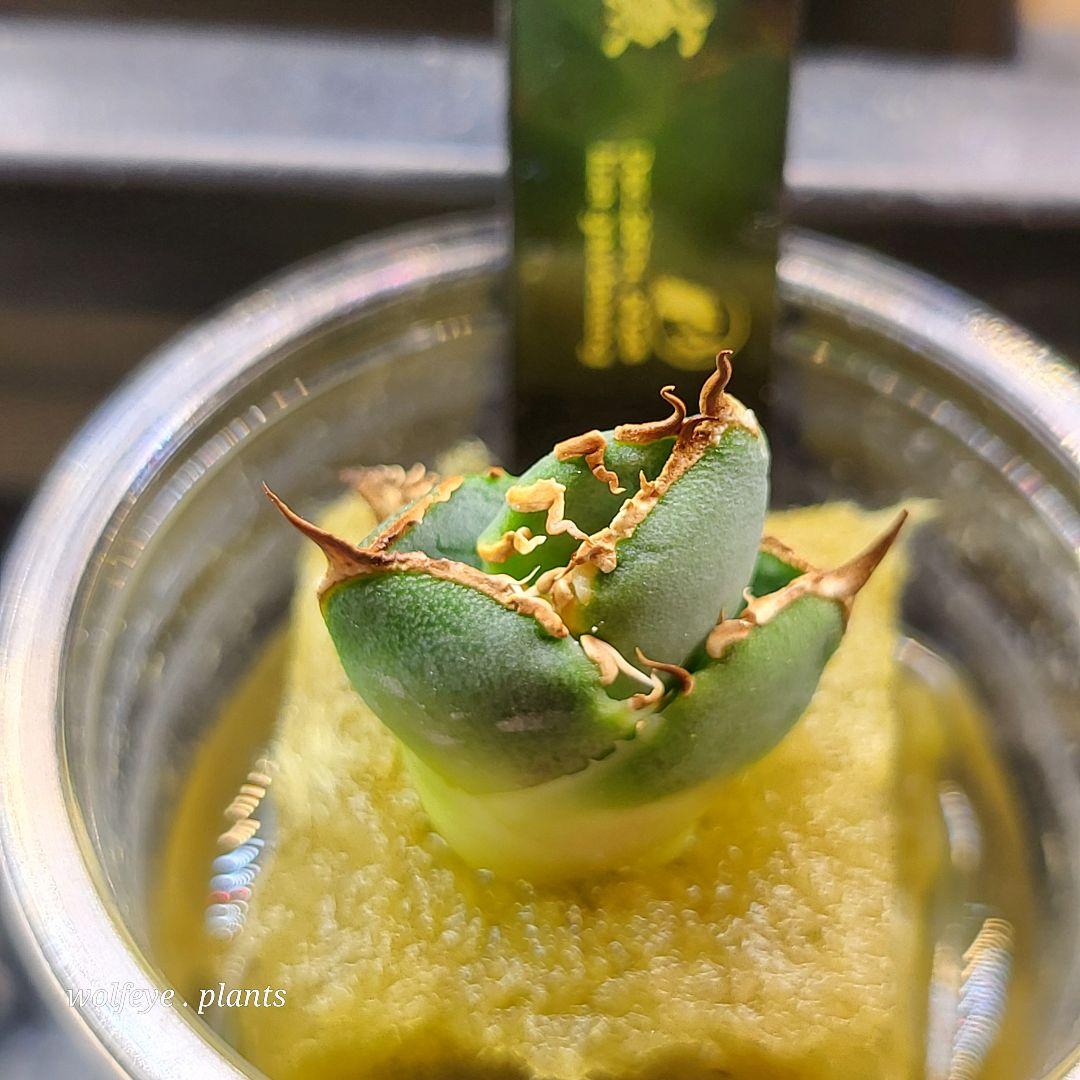 アガベ チタノタ 大白鯊 PUP ホホジロザメ lize産