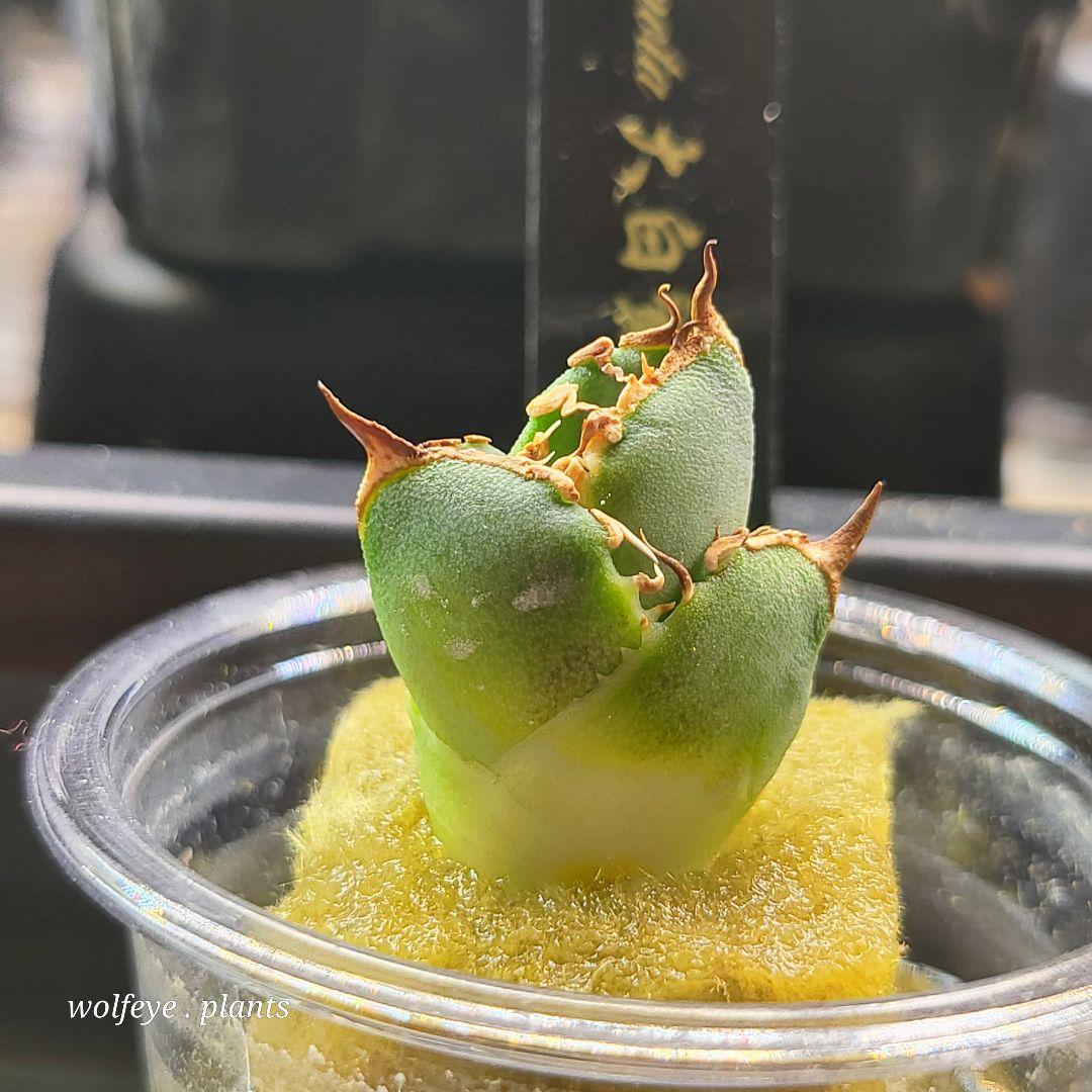 アガベ チタノタ 大白鯊 PUP ホホジロザメ lize産