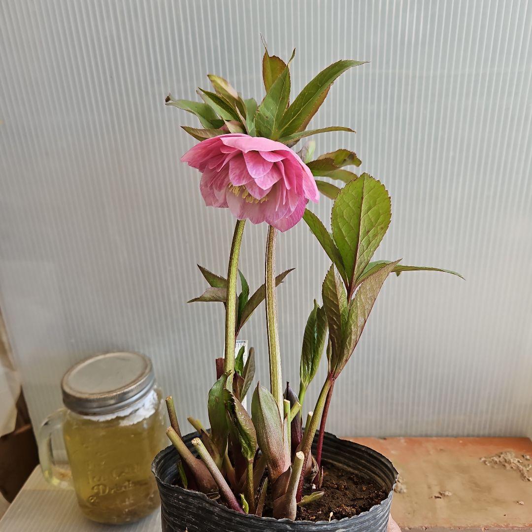 ㉖-418クリスマスローズ